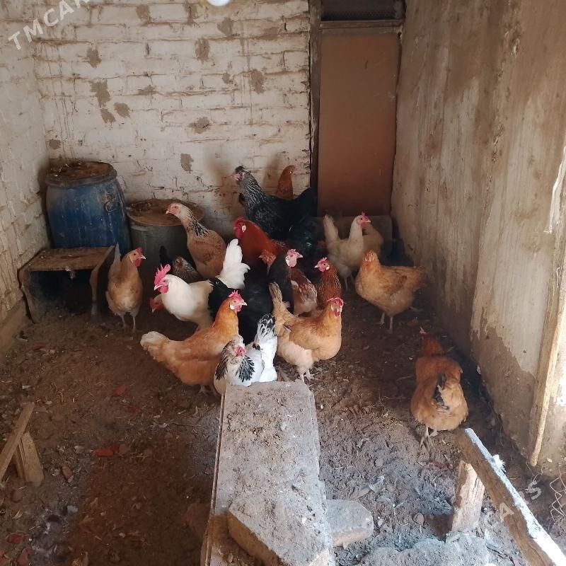 towuk - Туркменабат - img 1