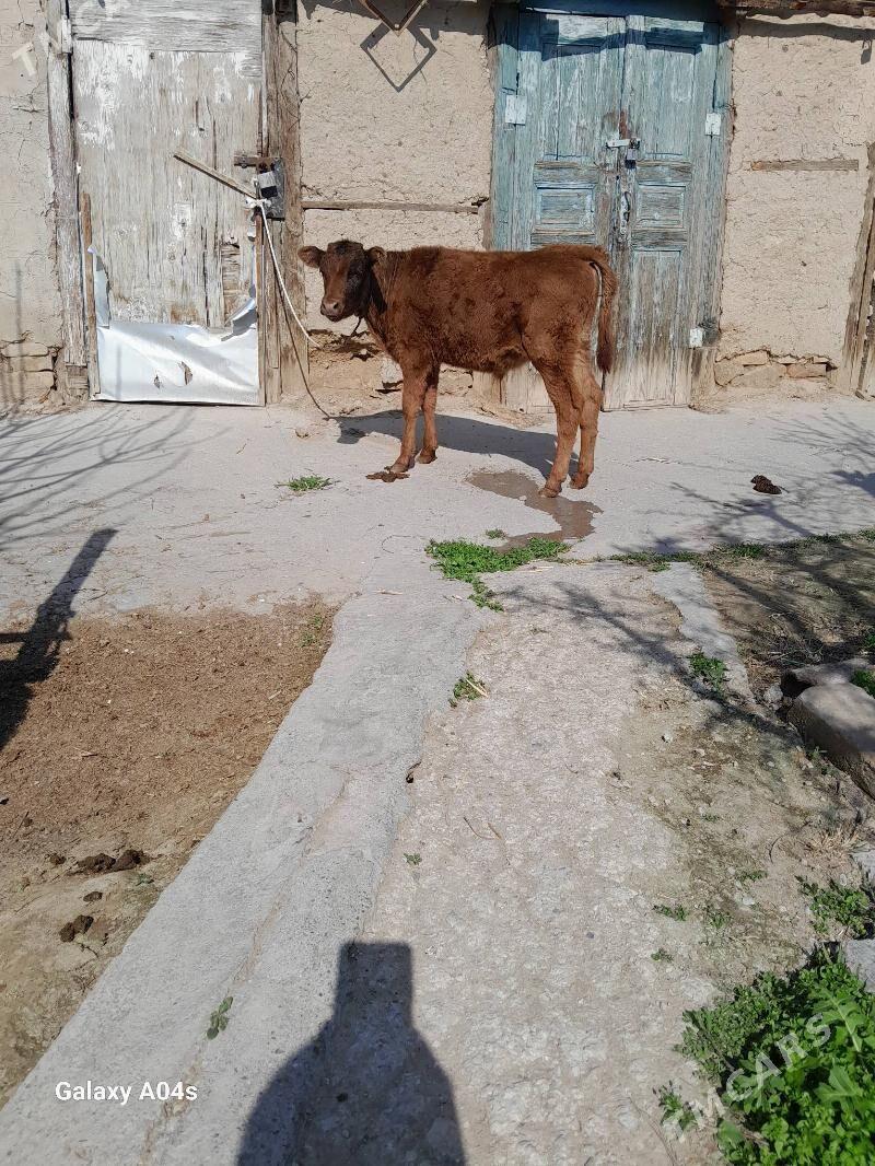 öküz - Köşi - img 1