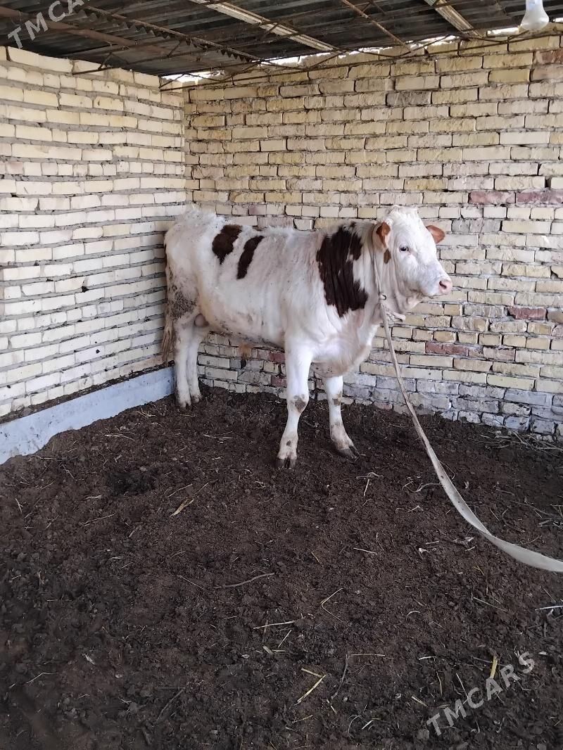simmental öküz - Türkmenabat - img 1