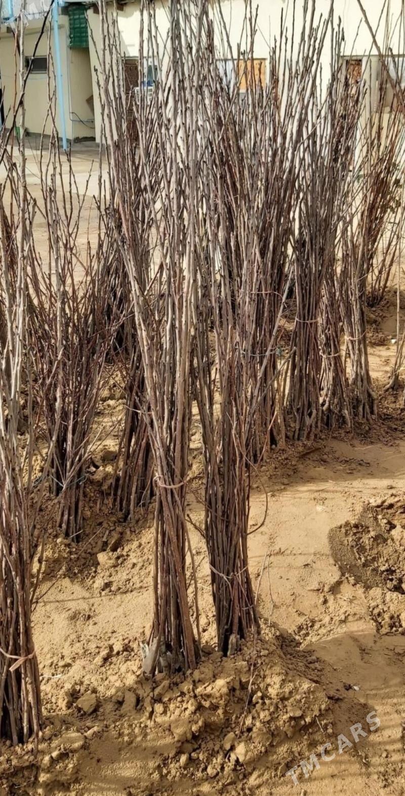 Miweli baglar - Aşgabat - img 1