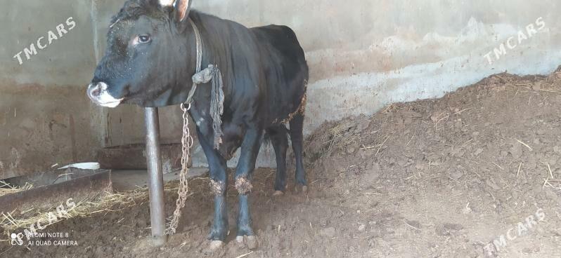 öküz - Gökdepe - img 1