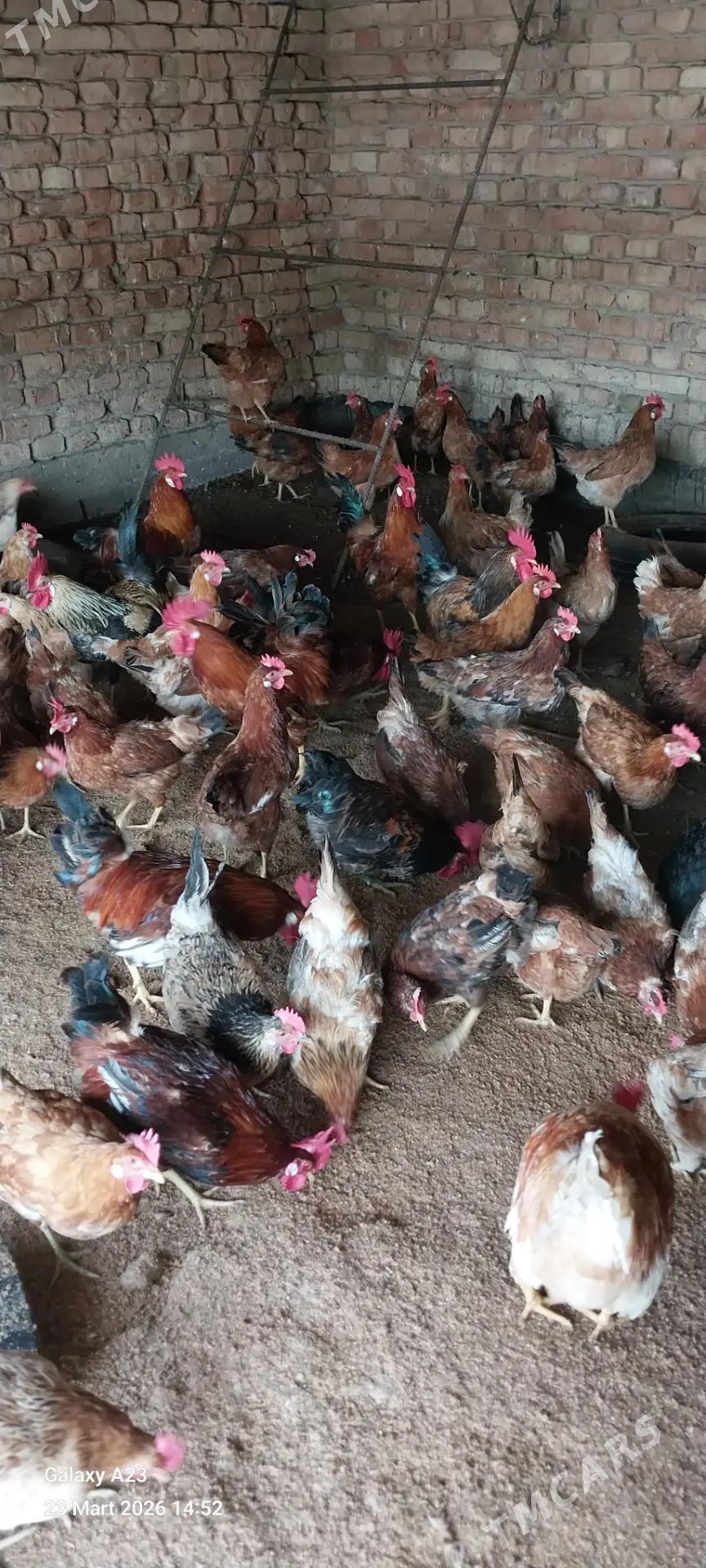 yerli towuklar - Кака - img 1