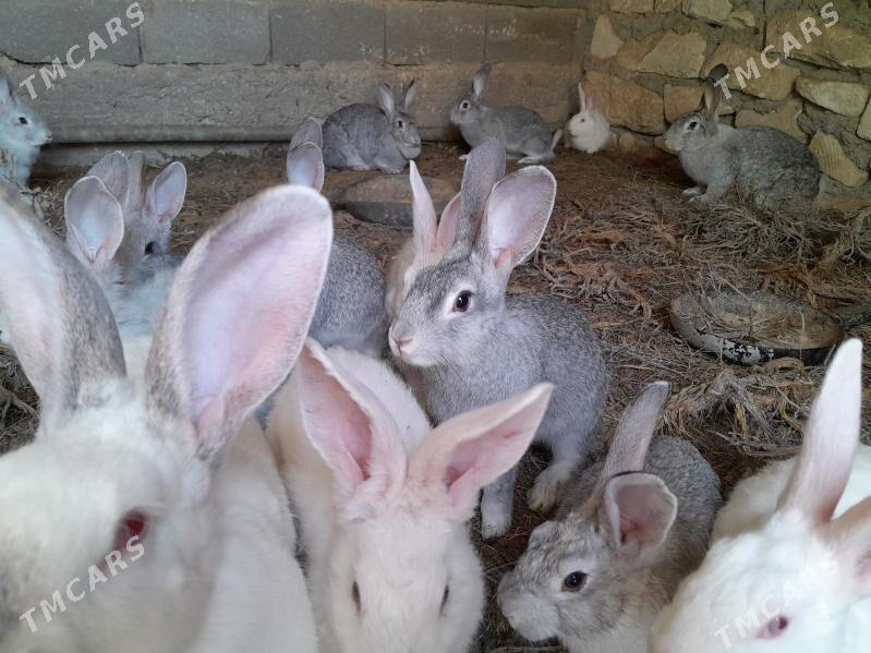 Towşanlar - Türkmenbaşy - img 1