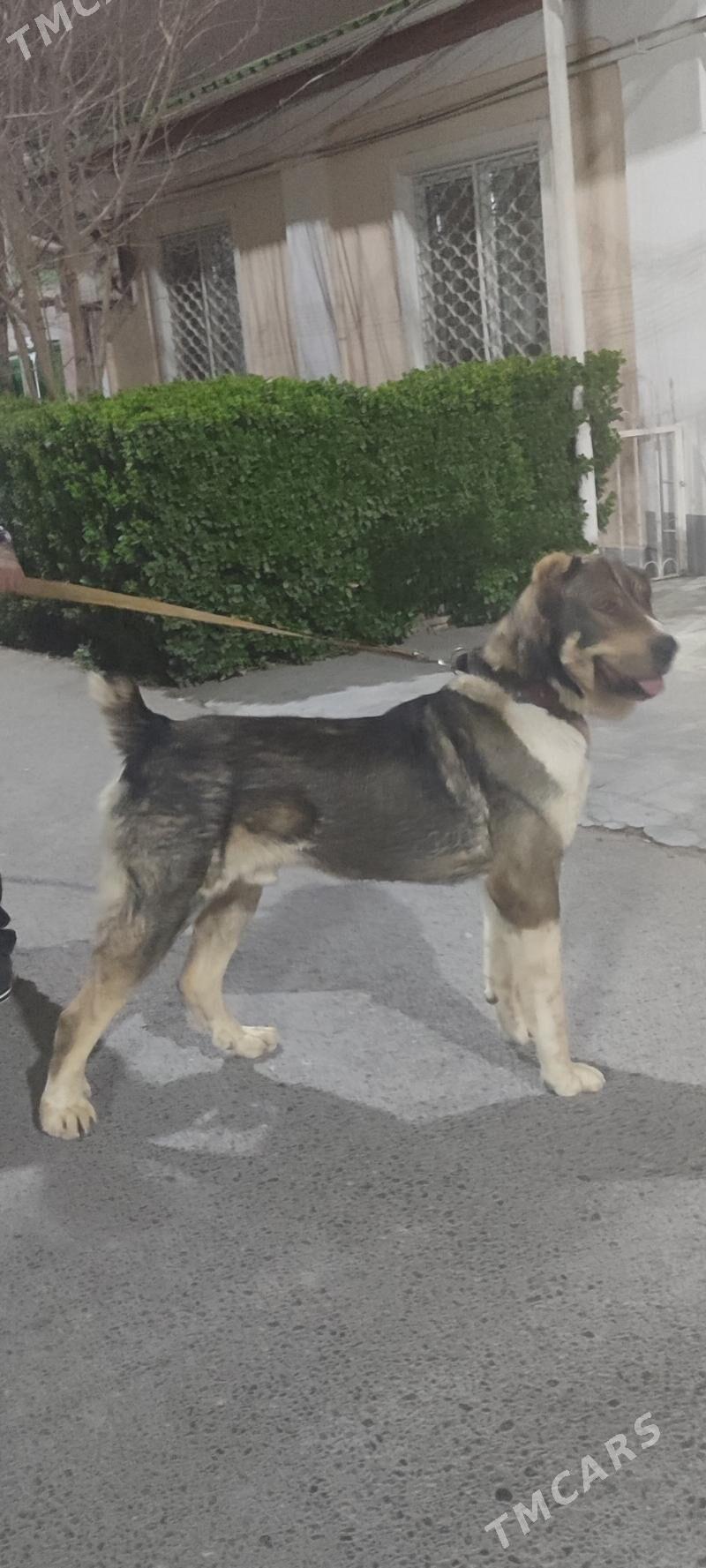 turkmen alabayy - Babadaýhan - img 1