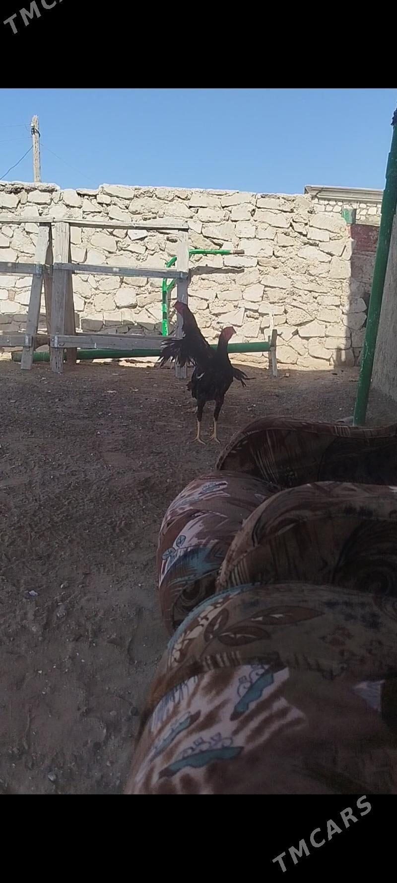 bayes horaz - Балканабат - img 1