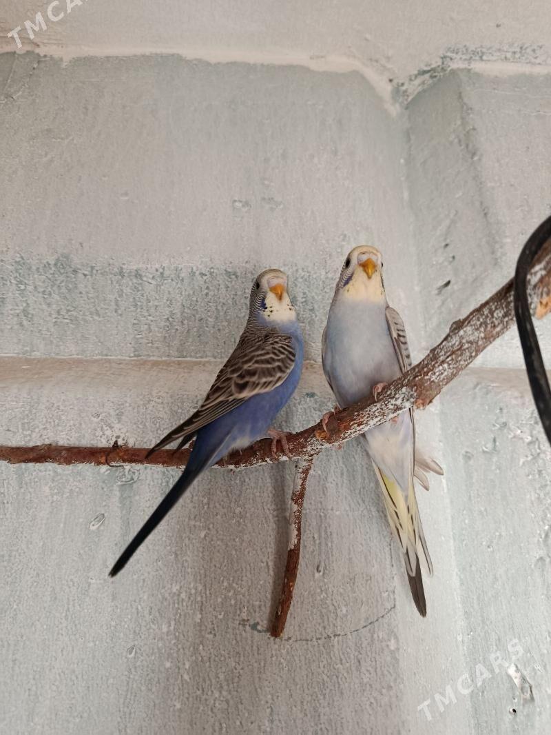 popugay, попугай - Parahat 7 - img 1