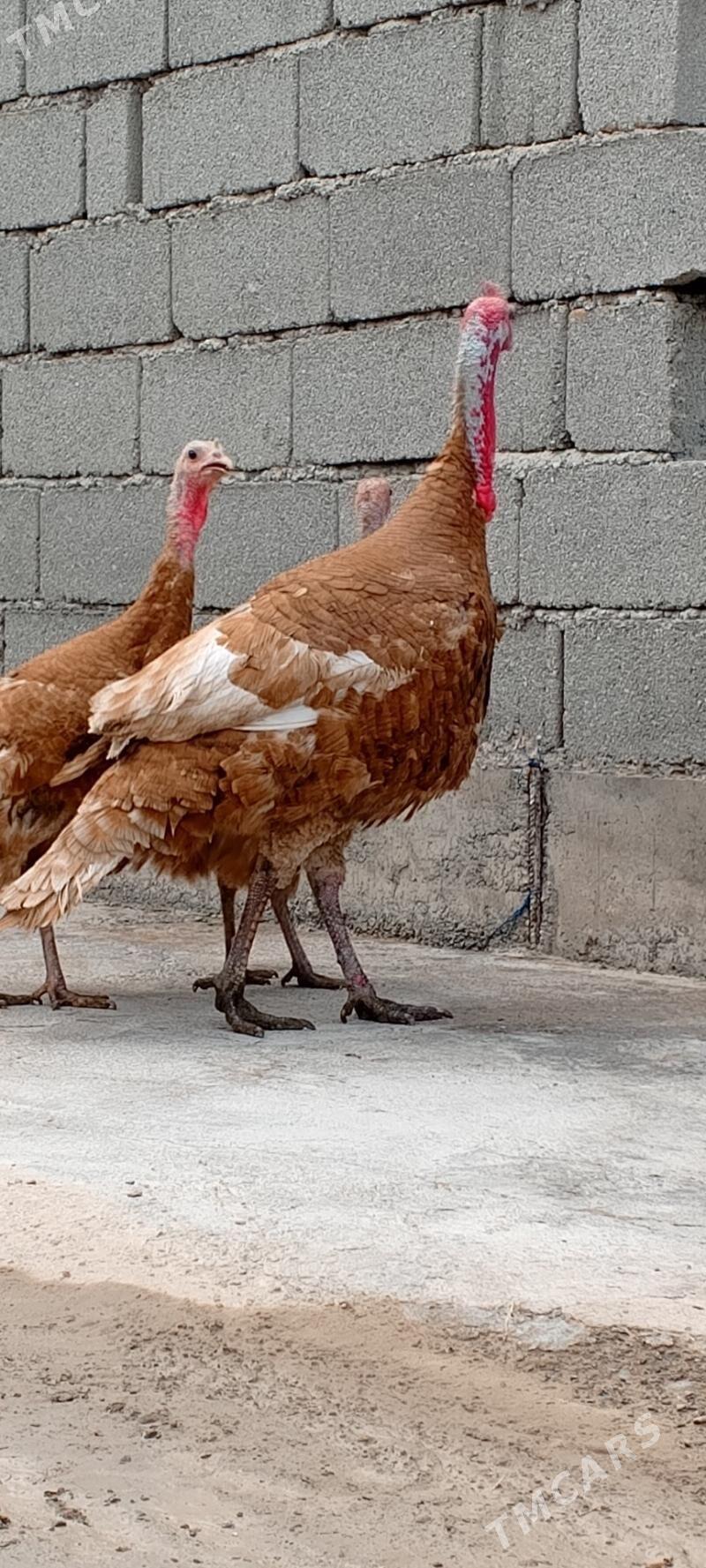 induk owgan - Гёкдепе - img 1