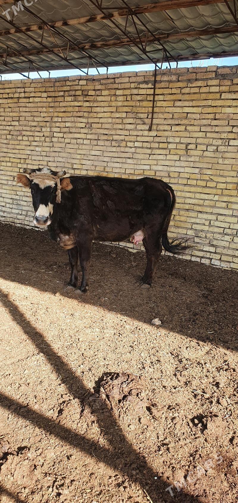 goleli sygyr - Wekilbazar - img 1