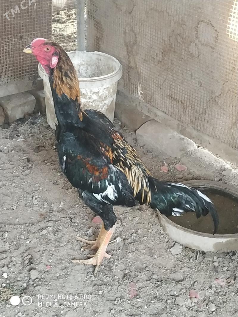 baýsok horaz - Сакарчага - img 1