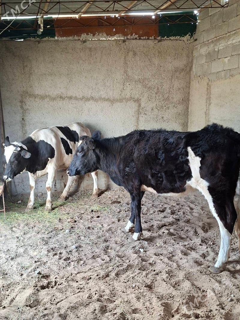 GOLİŞDEŸİN BOGAZ TÙWELER - Änew - img 1