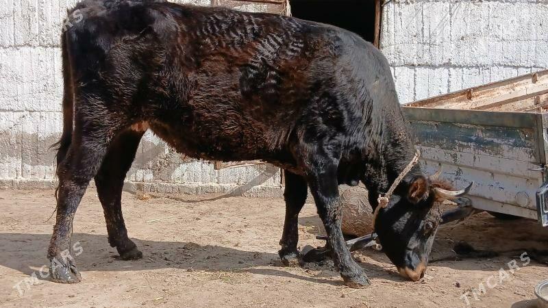 bogaz sygyr - Бузмеин - img 1