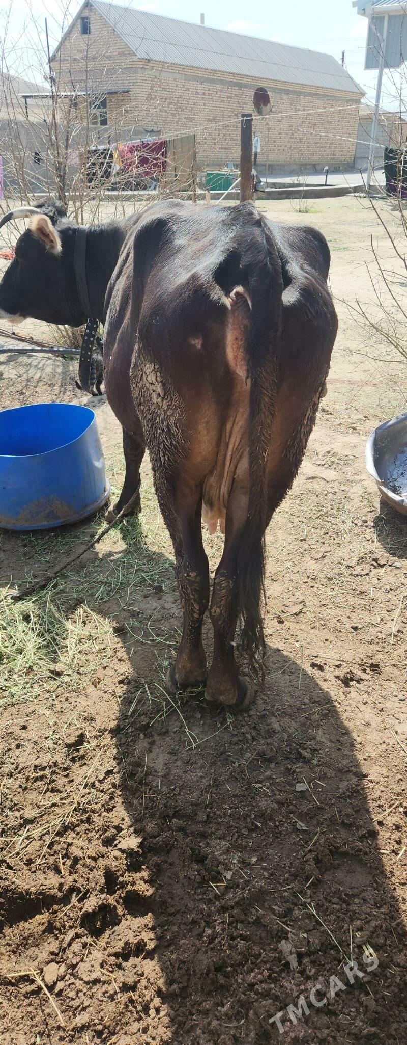 bogaz sygyr - Gökdepe - img 1