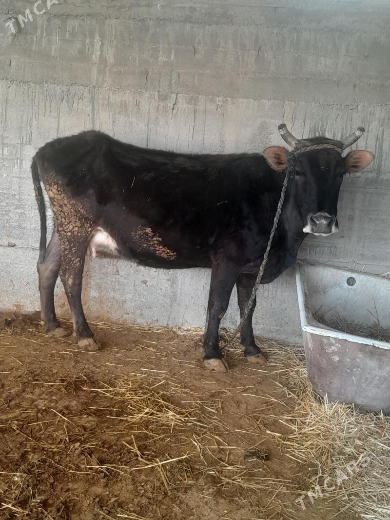 ARGINAL TOHUM SYGYR - Gökdepe - img 1