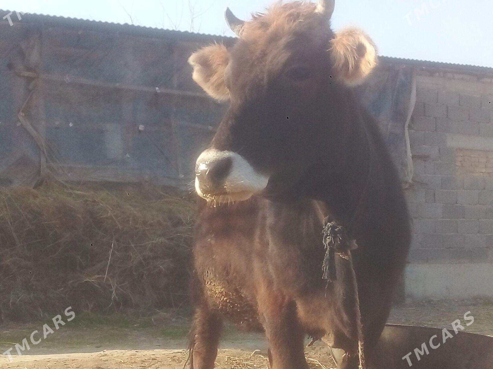 sygyr - Гёкдепе - img 1