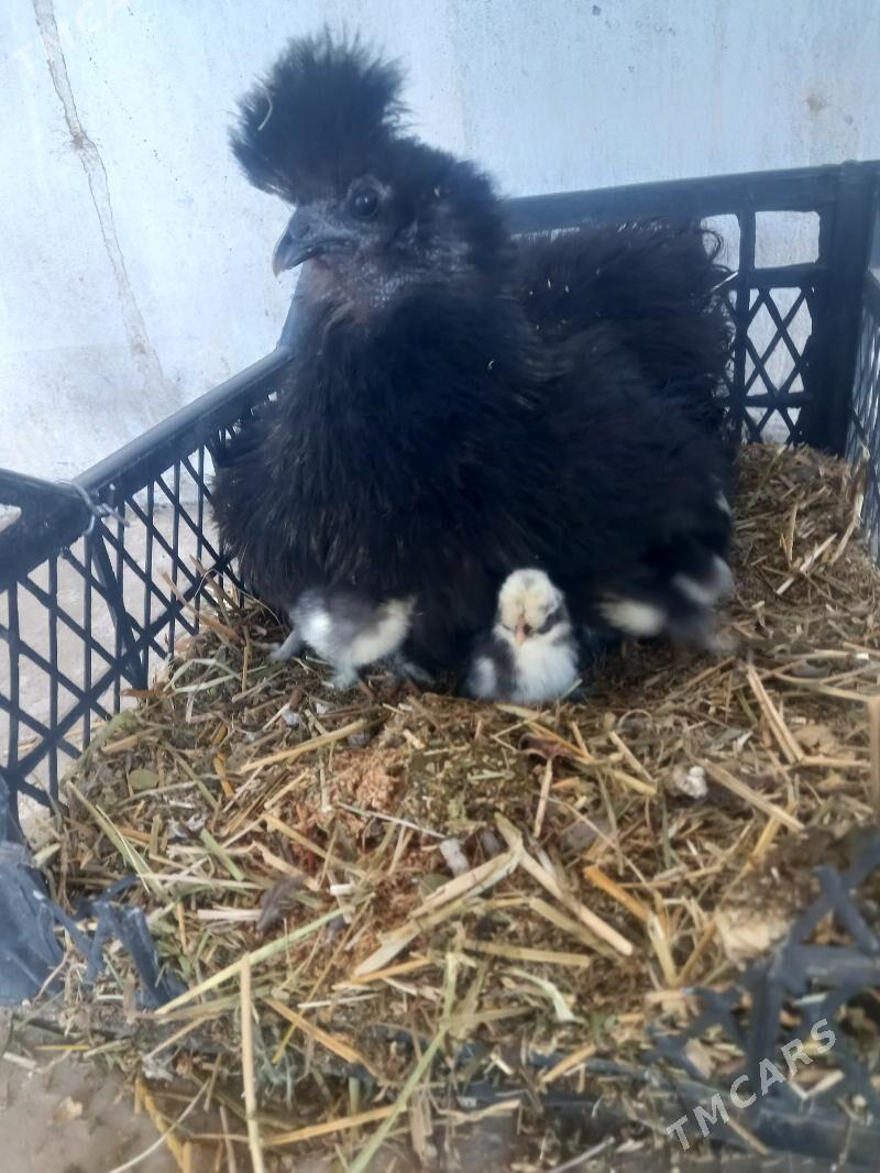 KARLIK TOWSAN TUÝ. - Чарджоу - img 1