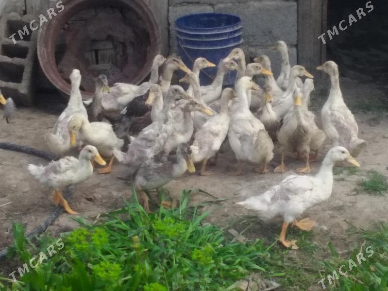 ördek wag wag - Гёкдепе - img 1