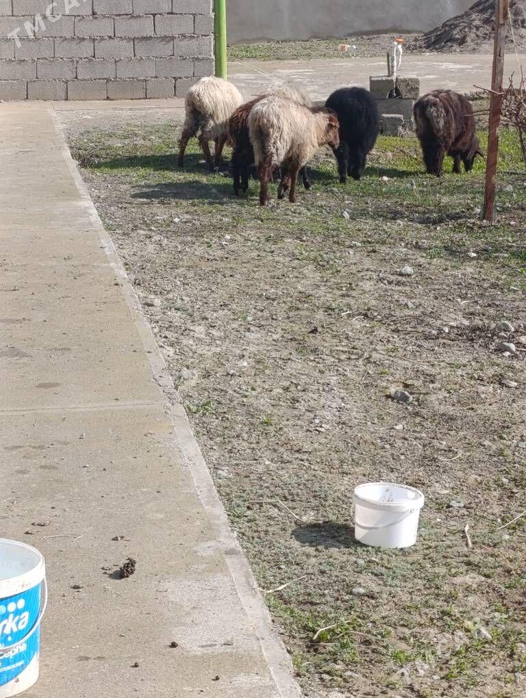 Goyunlar satlyk - Gökdepe - img 1