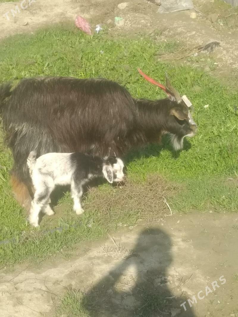 owlakly geçi - Bäherden - img 1