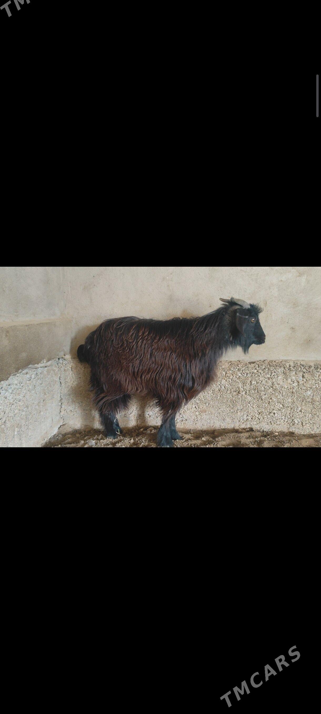 geçi çebiş - Херрикгала - img 1