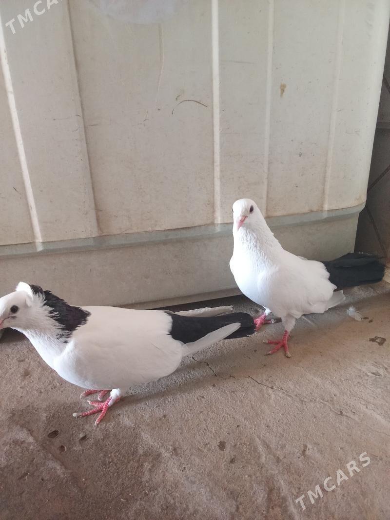 kepderi - Sakarçäge - img 1