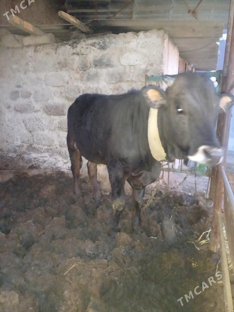 oküz - Bagyr - img 1