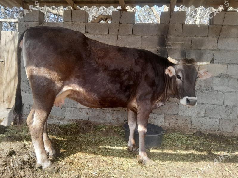 Sygyr bakylan - Bäherden - img 1