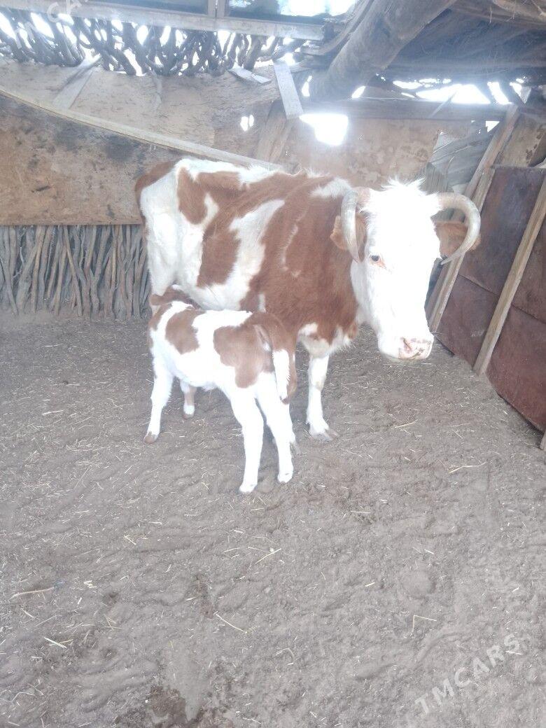 Göleli sygyr - Туркменбаши - img 1