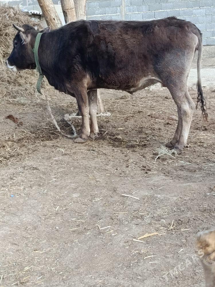 gysyr sygyr - Бахарден - img 1