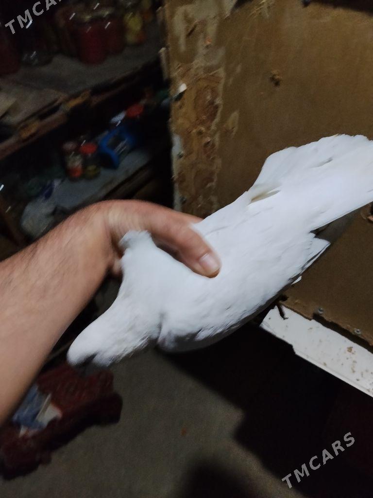 kepderi - Бедев - img 1