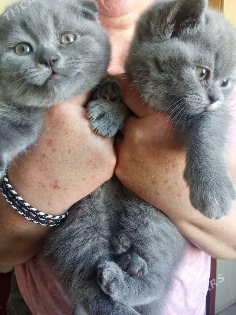 Породистые котята - Туркменабат - img 1