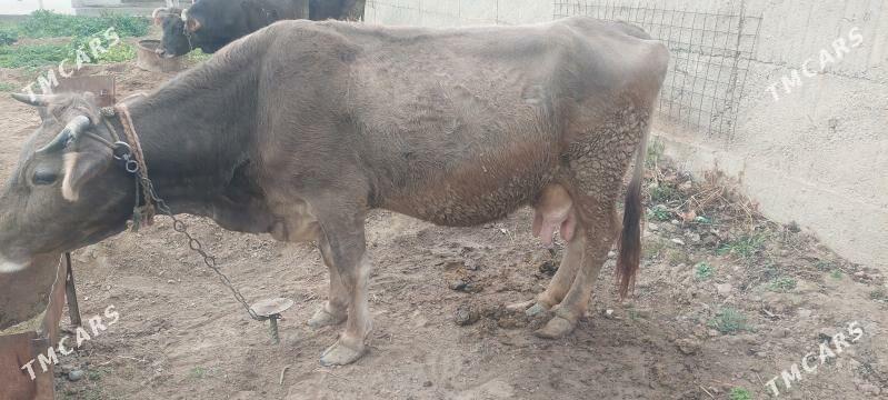 Sagylyan sygyr - Ялкым - img 1