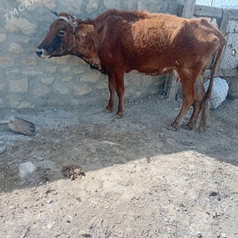 góleli sygyr - Берекет - img 1