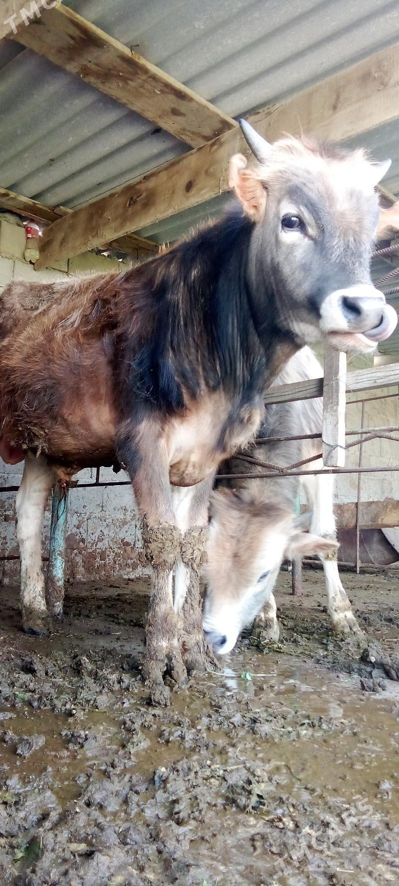 окуз - Бахарден - img 1