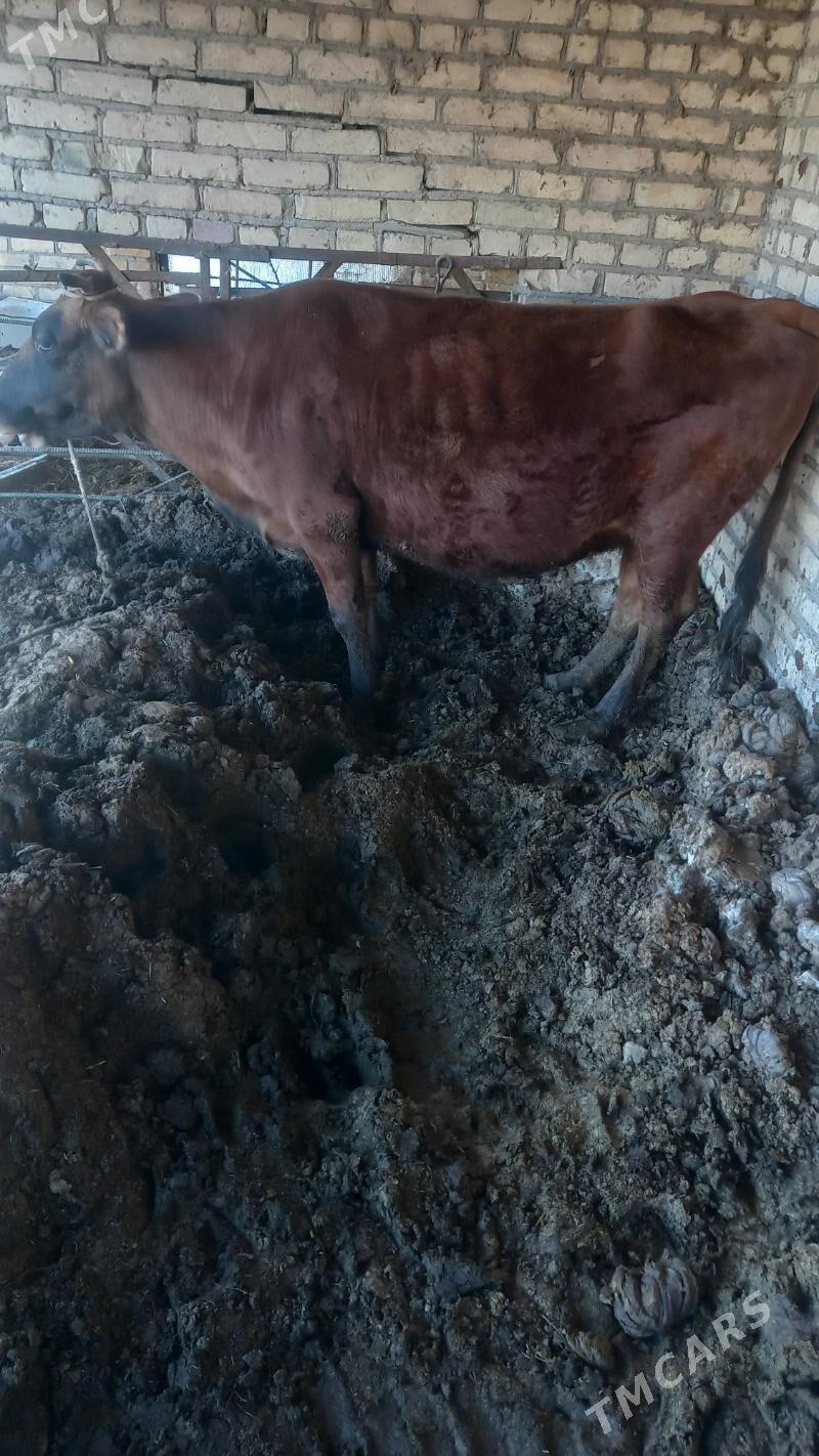 semiz inek - Чарджоу - img 1