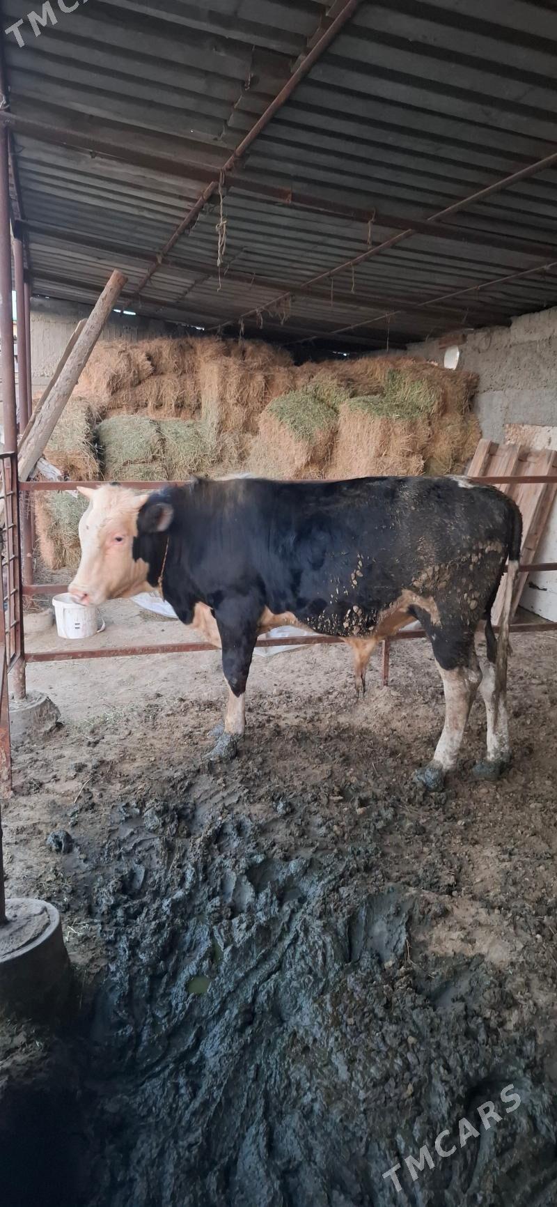 okuz galdeyn - Бузмеин - img 1