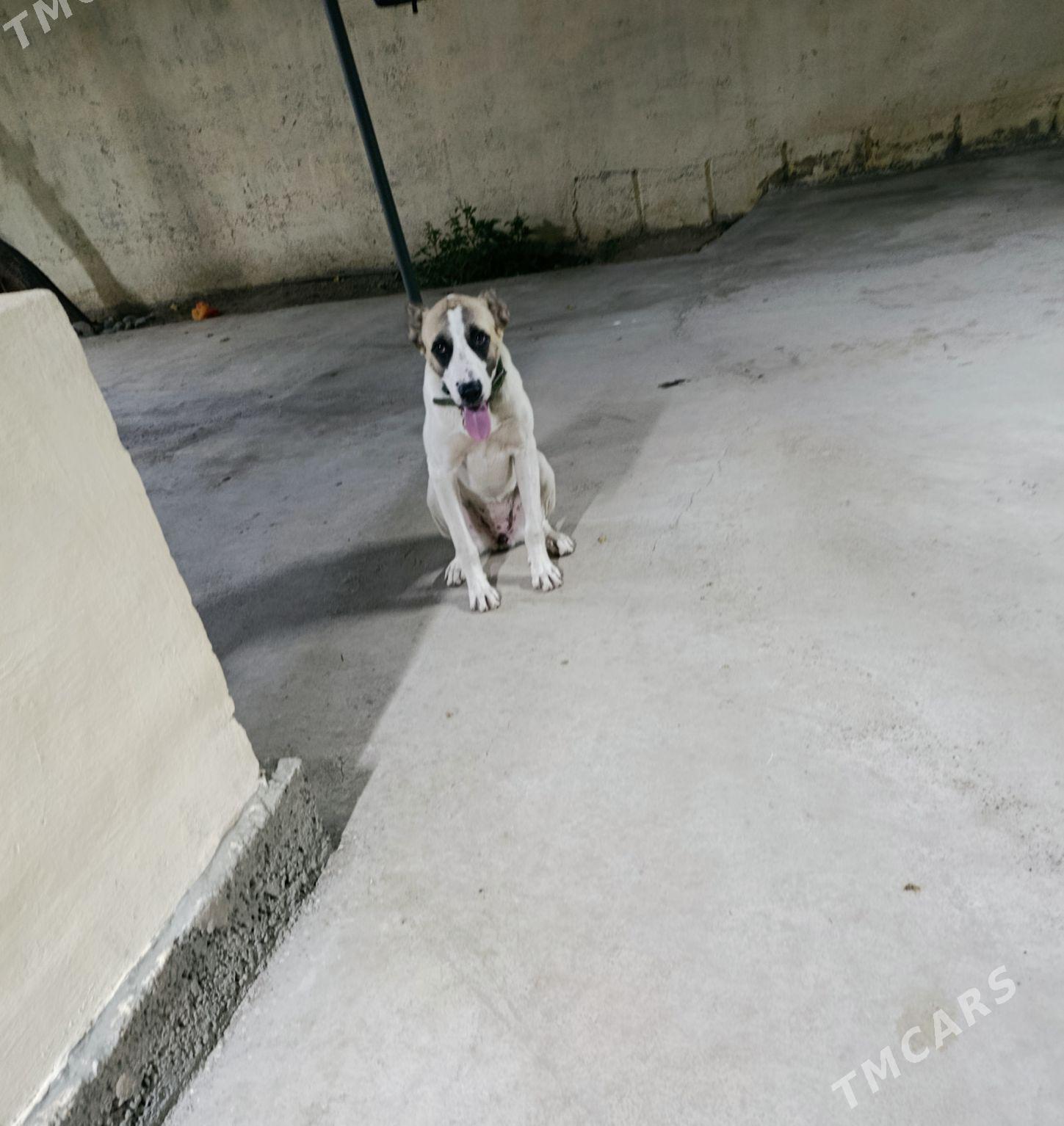 ALABAY AKJA - Ашхабад - img 1