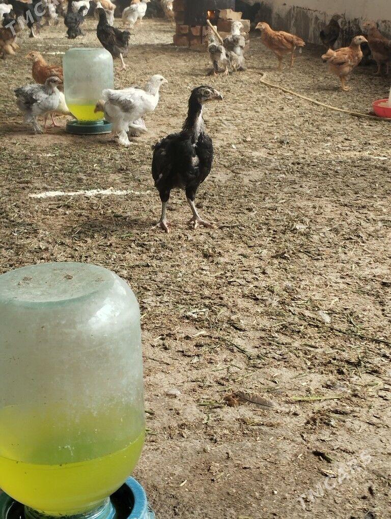 Broyler Gigant Juje - Бабадайхан - img 1