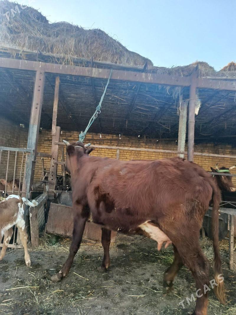 голели сыгыр - Çärjew - img 1