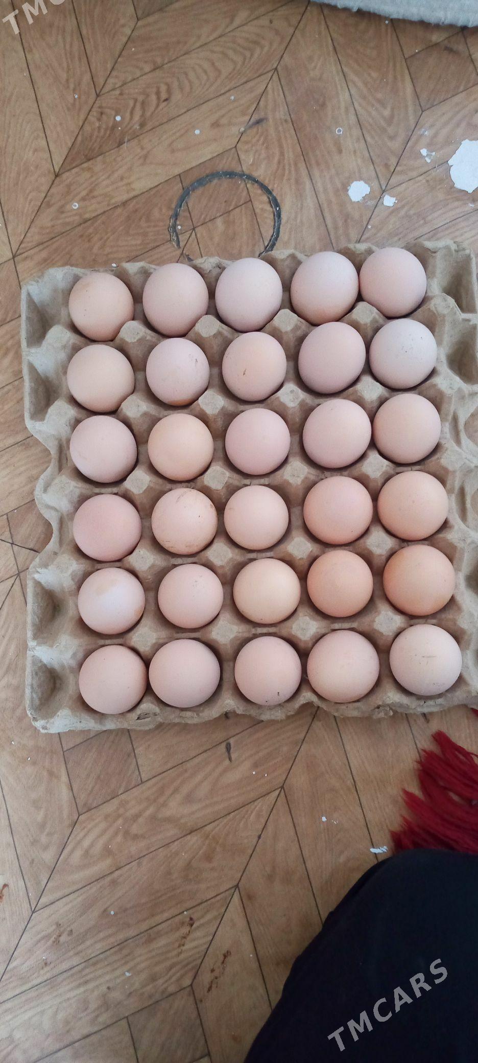 BRAMA - Gumdag - img 1