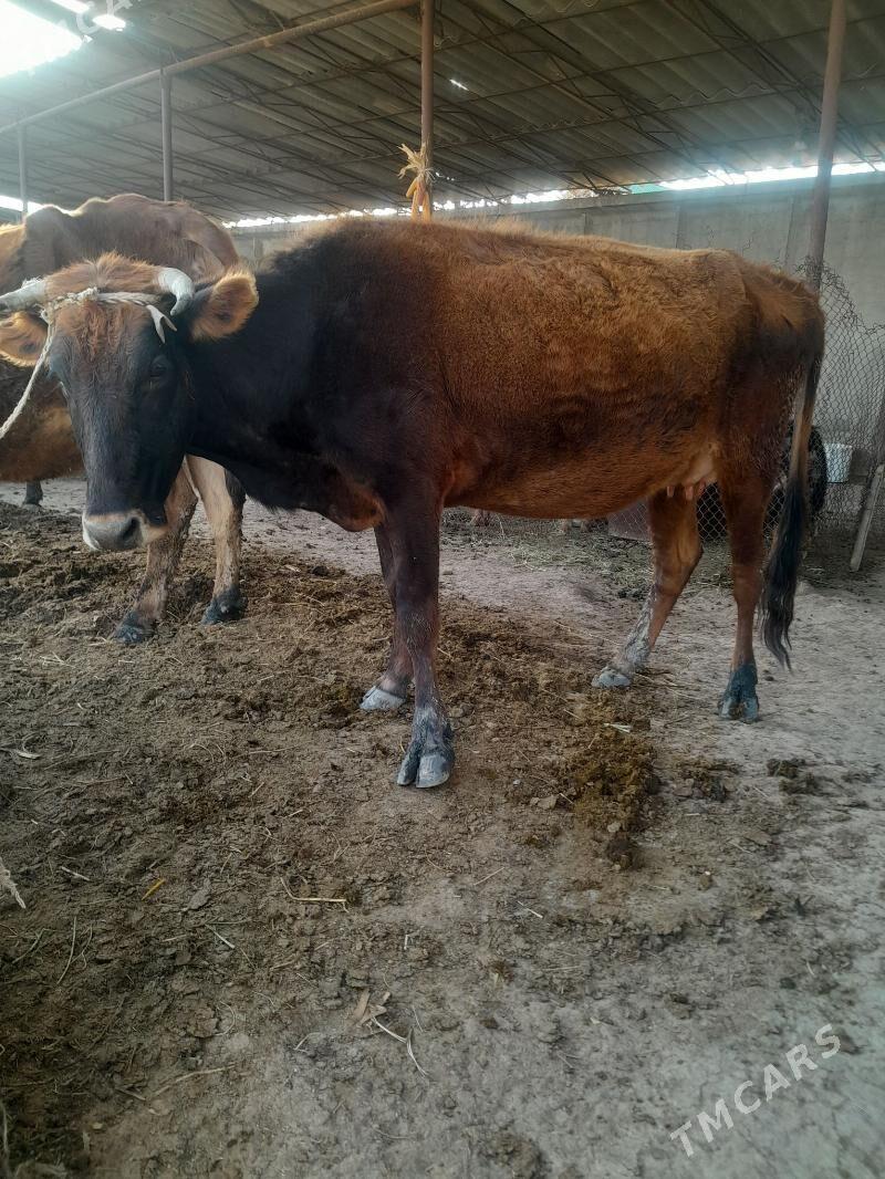 Göleli sygyr - Яшлык - img 1