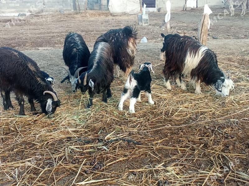 owlakly geci - Bäherden - img 1