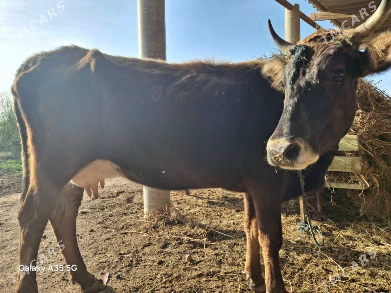 goleli sygyr - Теджен - img 1