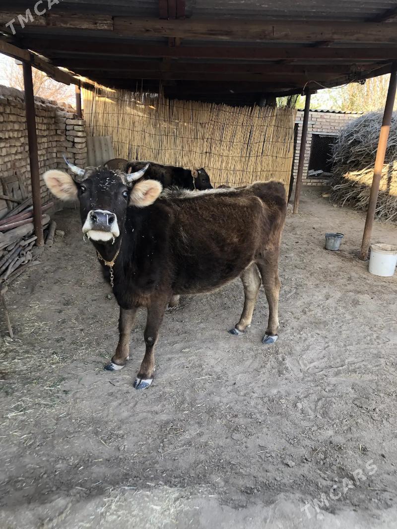 Göleli Sygyr - Бабадайхан - img 1