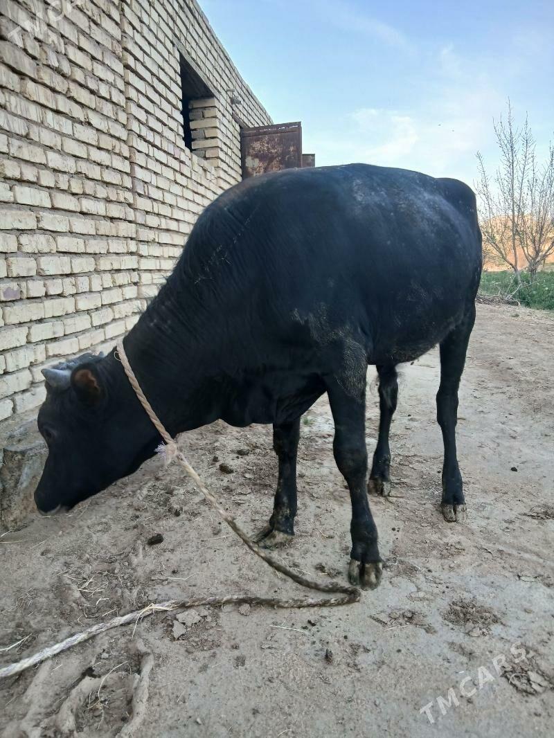 okuz - Мары - img 1