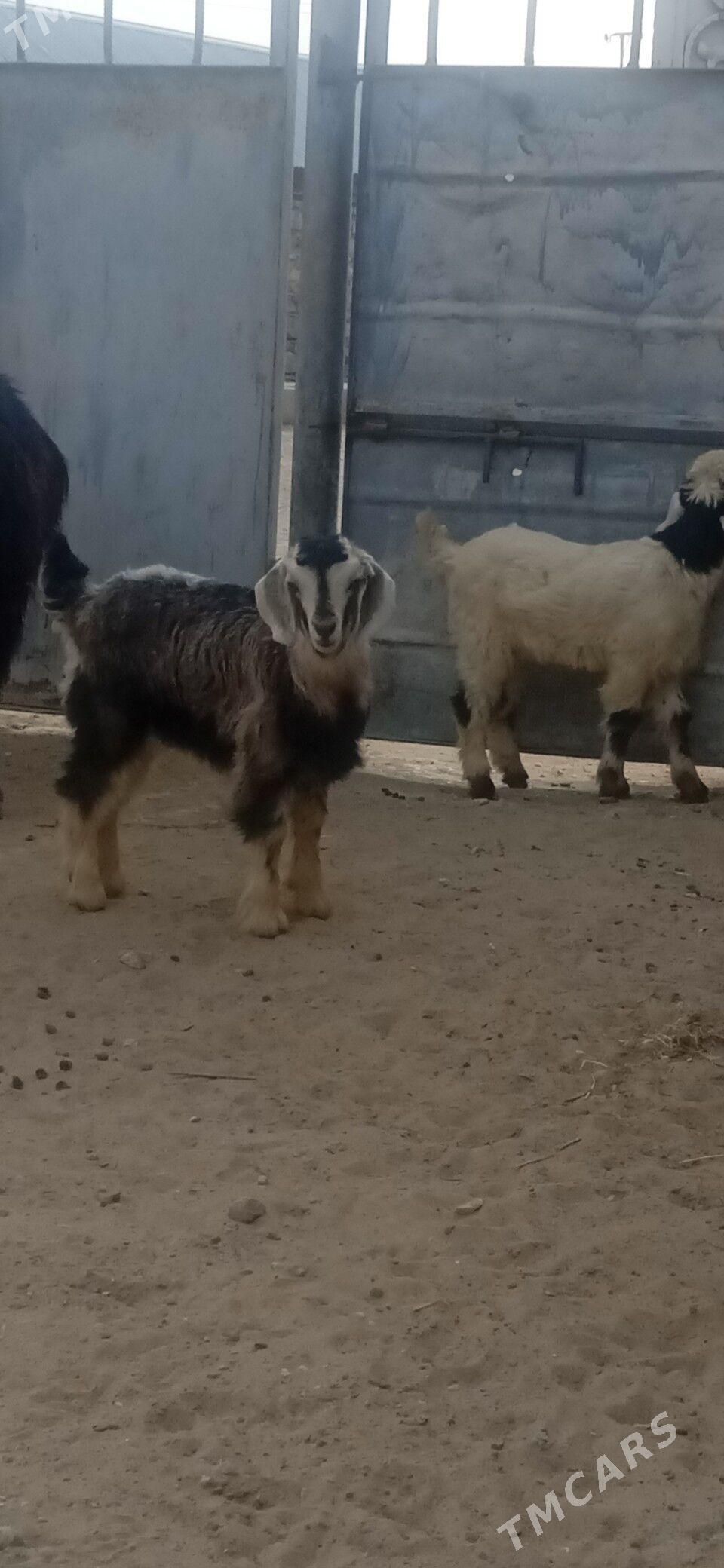 owlakly geçi - Джебел - img 1