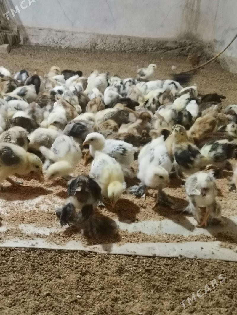 Paroda juyje - Байрамали - img 1