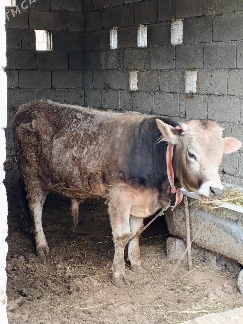 okuz - Gypjak - img 1