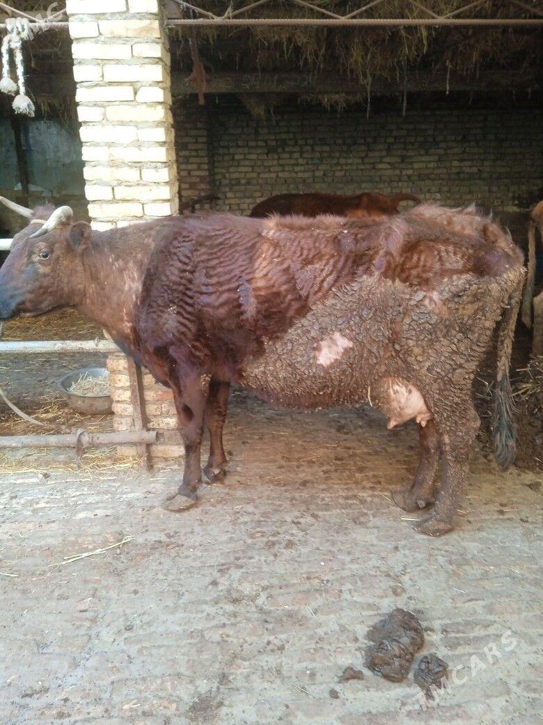 Baklyk sygyr - Туркменабат - img 1