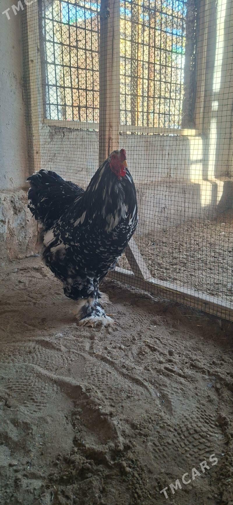 rBRAMA MRAMOR HORAZ - Türkmenabat - img 1