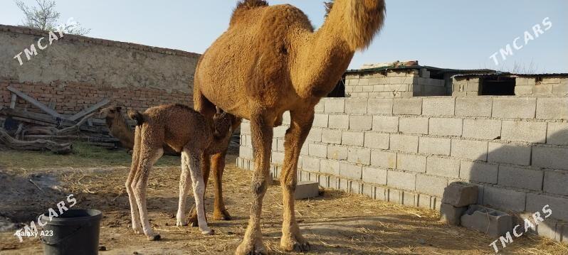 Arvana duye - Bäherden - img 1